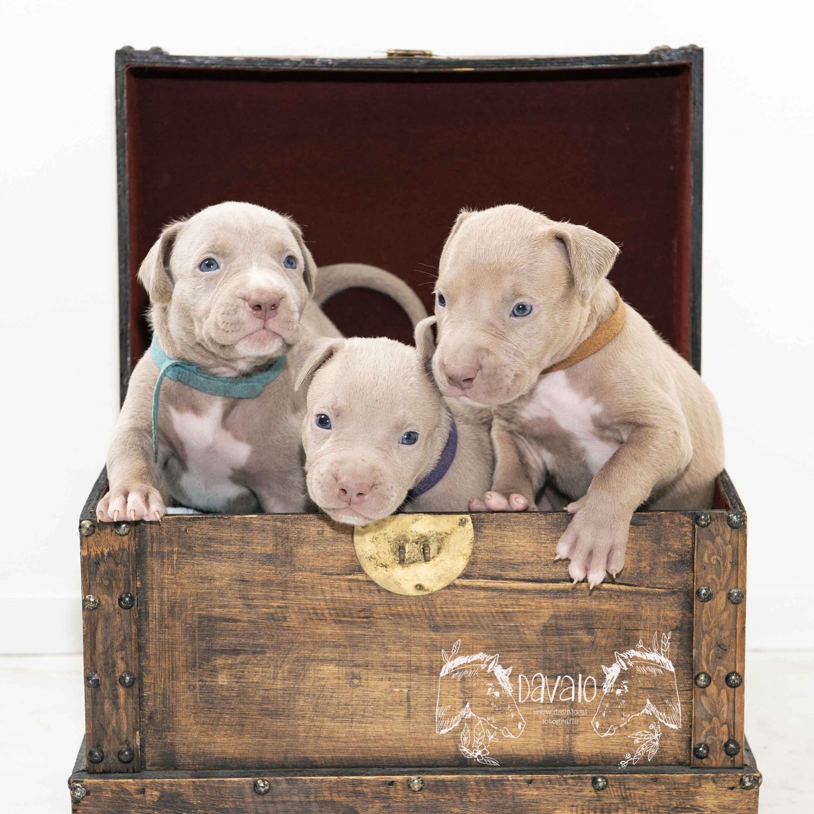 dier fotoshoot - Davalo - Marlies Kranstauber