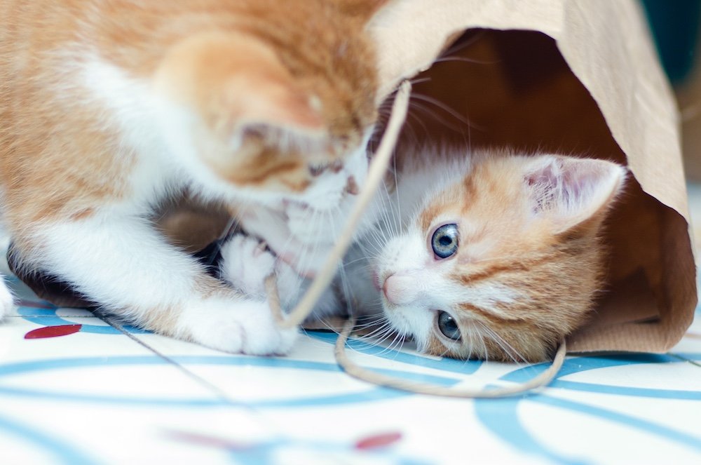 Davalo portfolio fotografie - Marlies Kranstauber