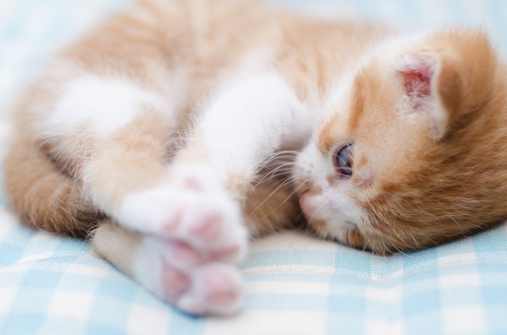 Davalo portfolio fotografie - Marlies Kranstauber