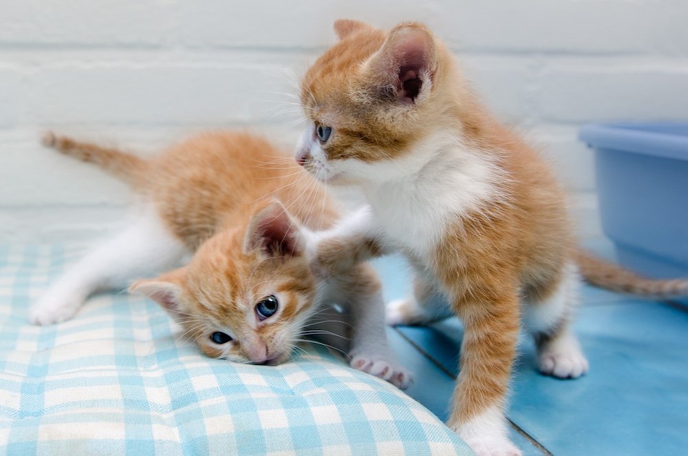 Davalo portfolio fotografie - Marlies Kranstauber