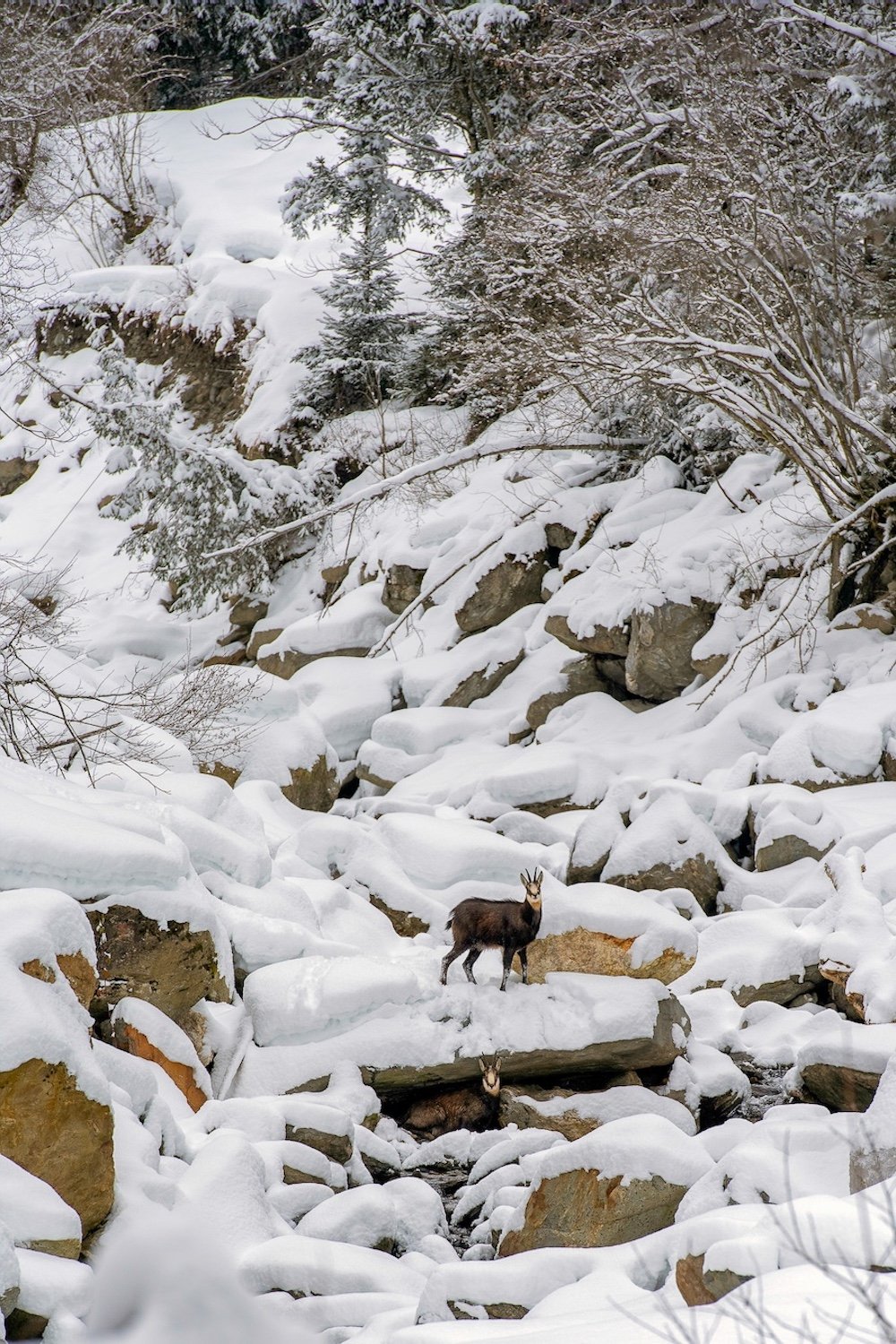 Davalo portfolio fotografie - Marlies Kranstauber