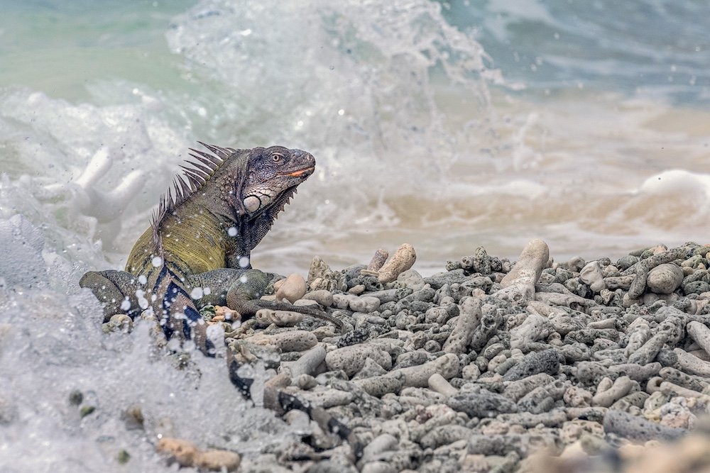 Davalo portfolio fotografie - Marlies Kranstauber