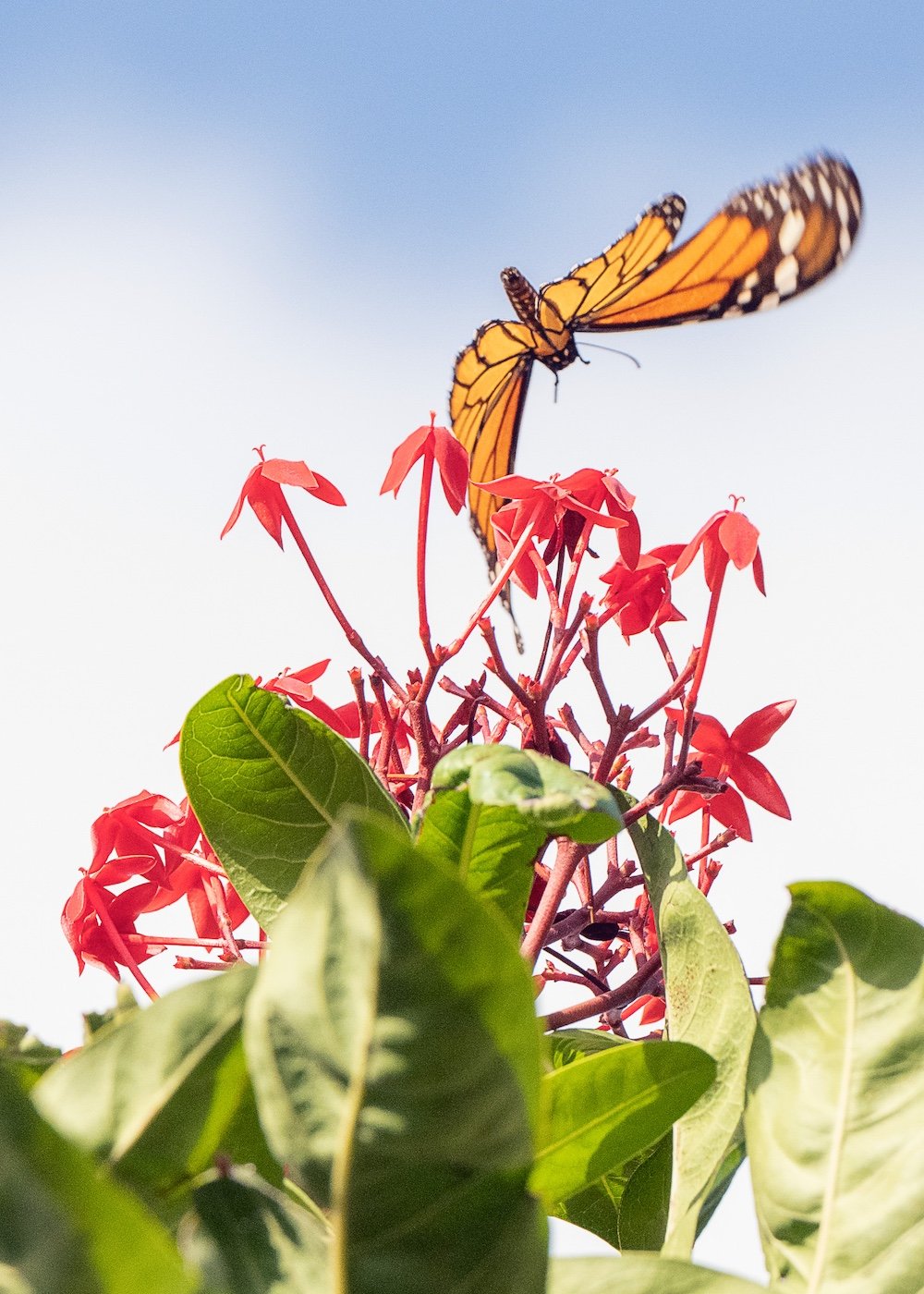 Davalo portfolio fotografie - Marlies Kranstauber