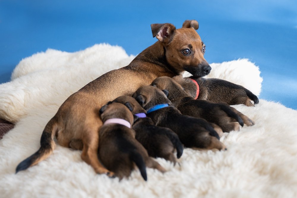 Davalo portfolio fotografie - Marlies Kranstauber